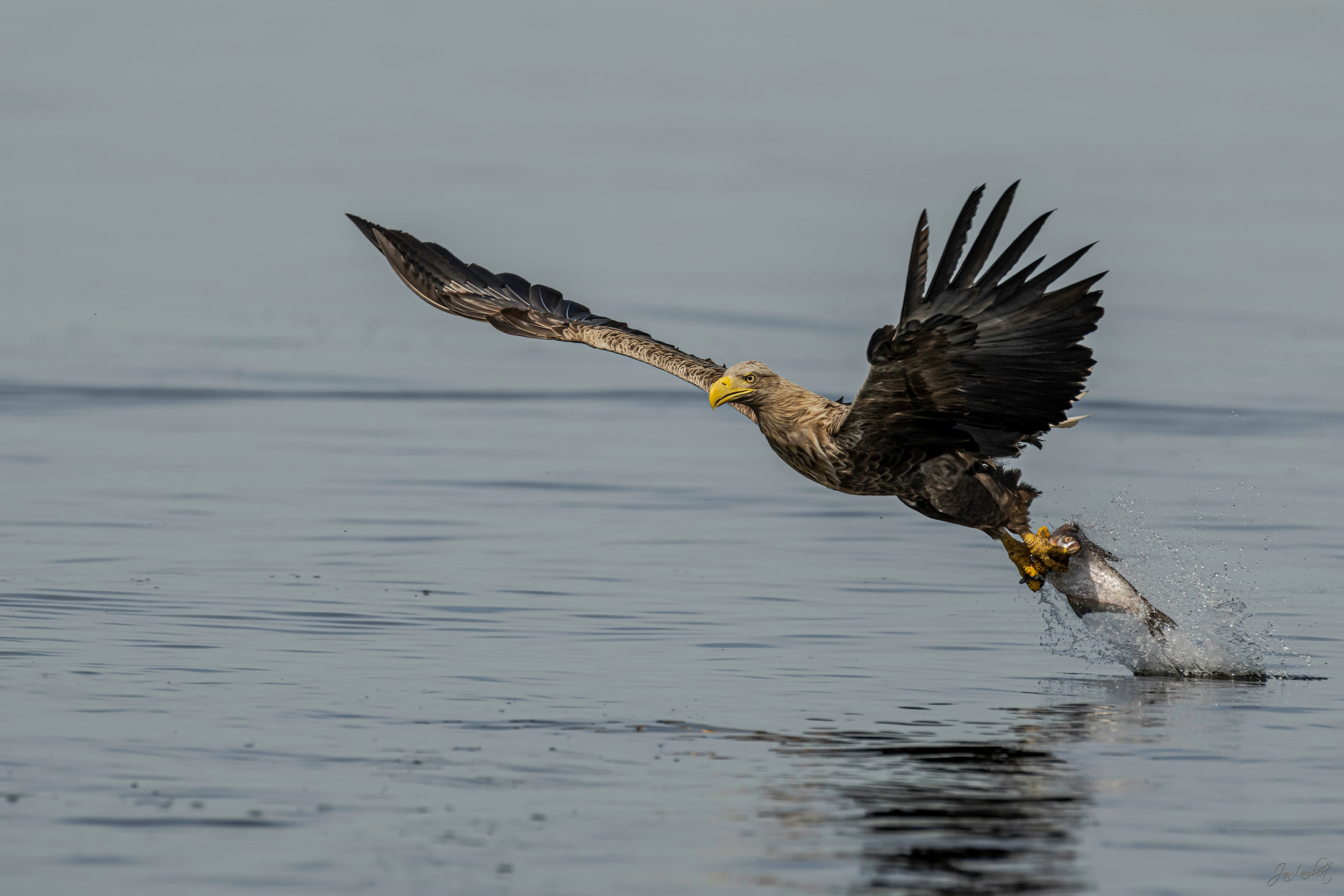 foto zeearend - Janlambertphotography.com